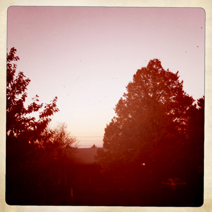 Crows at dusk